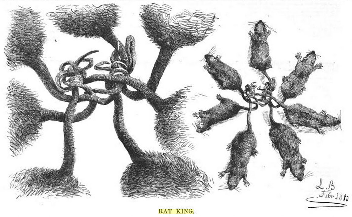 A Rat King'  Rat king, Rats, Deformed animals