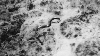 The Congo Snake Photo