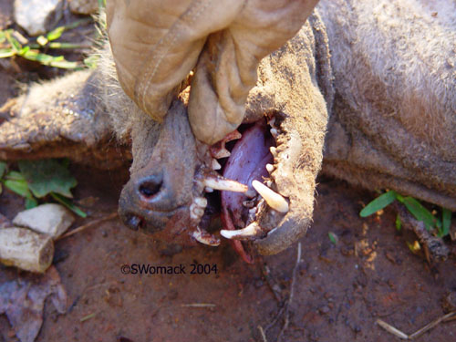 Jaw.