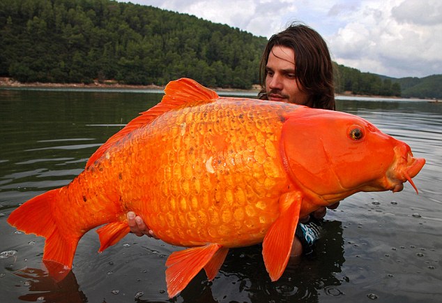 Giant Koi