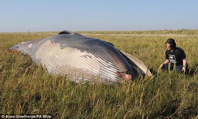 Dead Whale